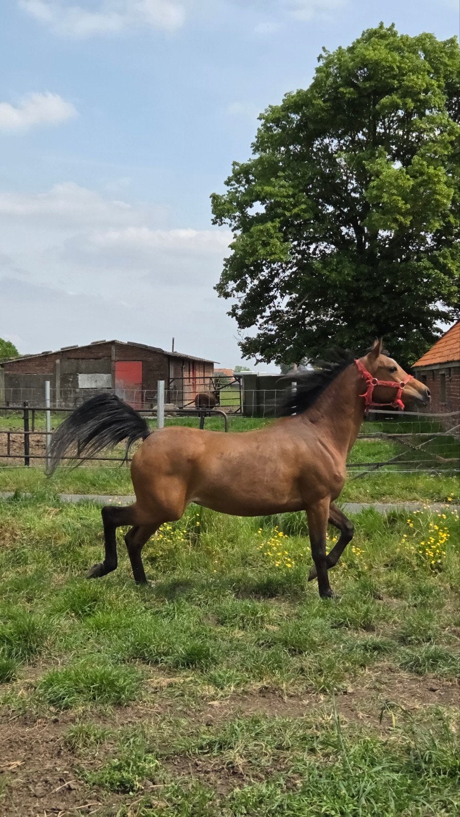 Lieve arabische merrie, als gezelschapsmaatje, wandelpaard, Merrie