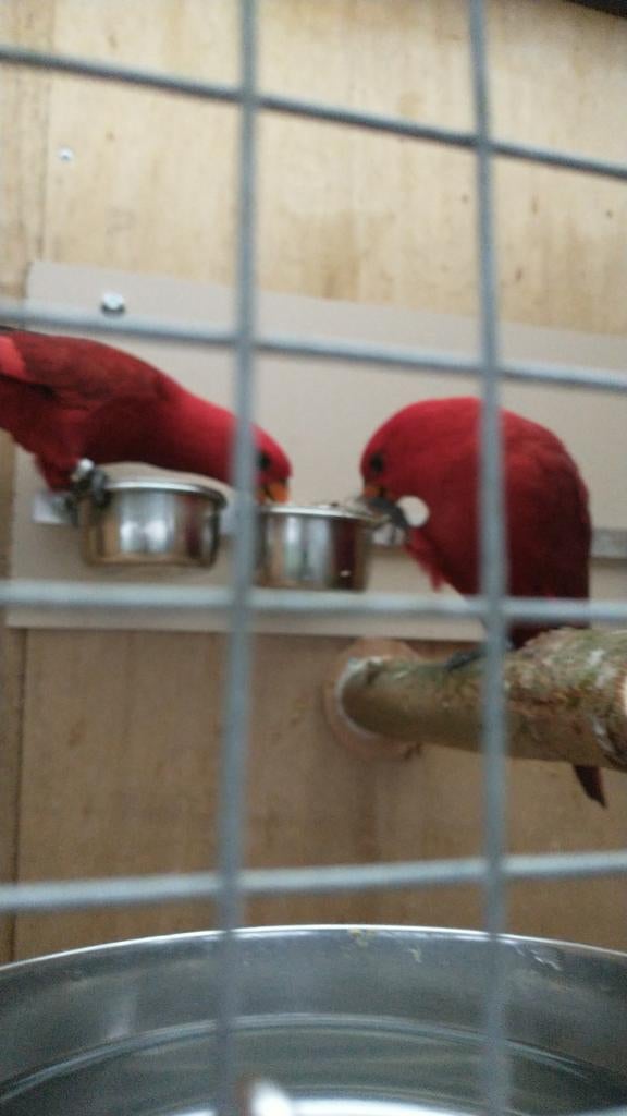Rode lori gezocht, Dieren en Toebehoren