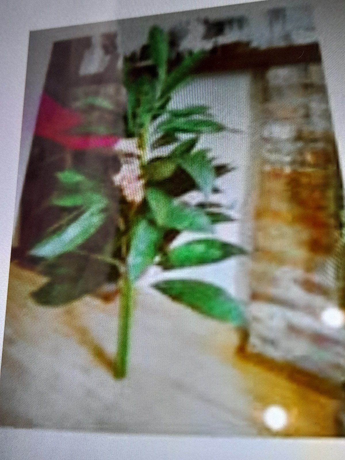 Grote zijdeplant met roze bloemen H140, Huis en Inrichting, Zijde, Ophalen of Verzenden