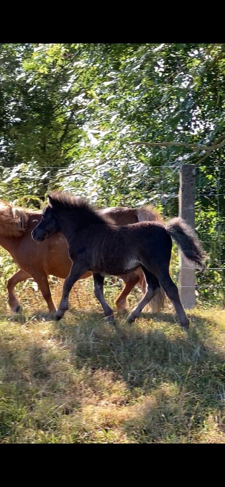 Shetland merrie veulentje. Ruil ook mogelijk!, Dieren en Toebehoren, Paarden, Merrie, Gechipt