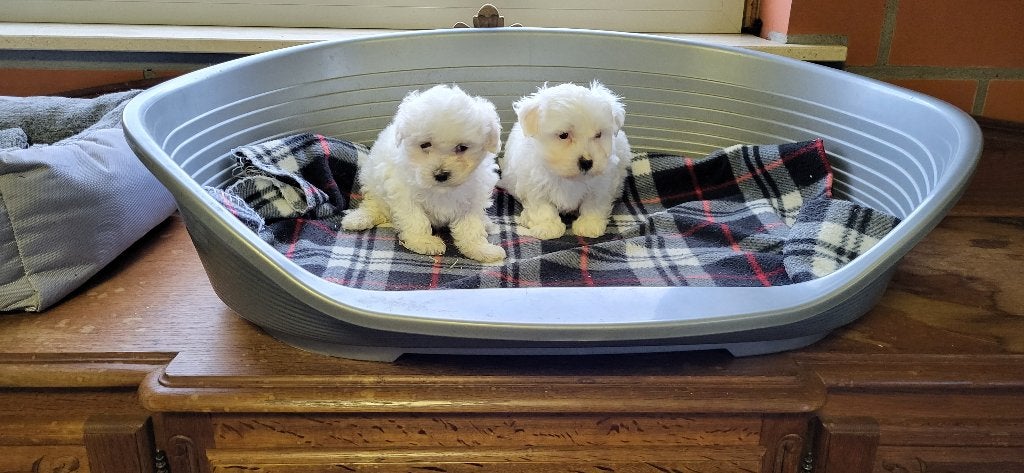 Maltezer pups, Maladie de Carré (chiens), Bichon maltais, Plusieurs, Belgique