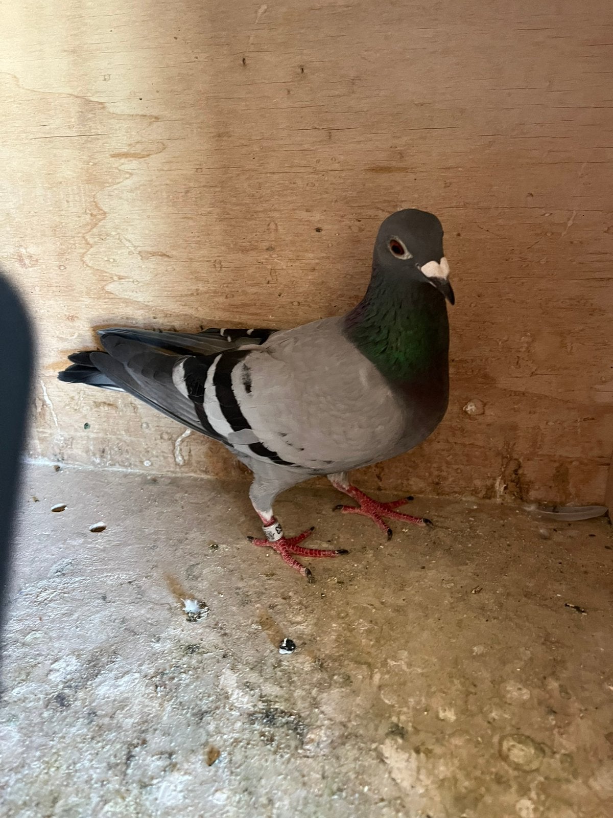Blauwe jaarling duivin ( zware fond), Dieren en Toebehoren, Vogels | Duiven
