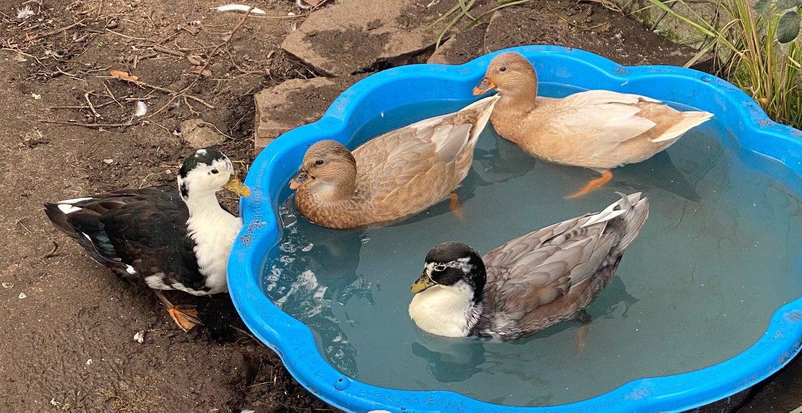 Hollandse kwakers, Canard