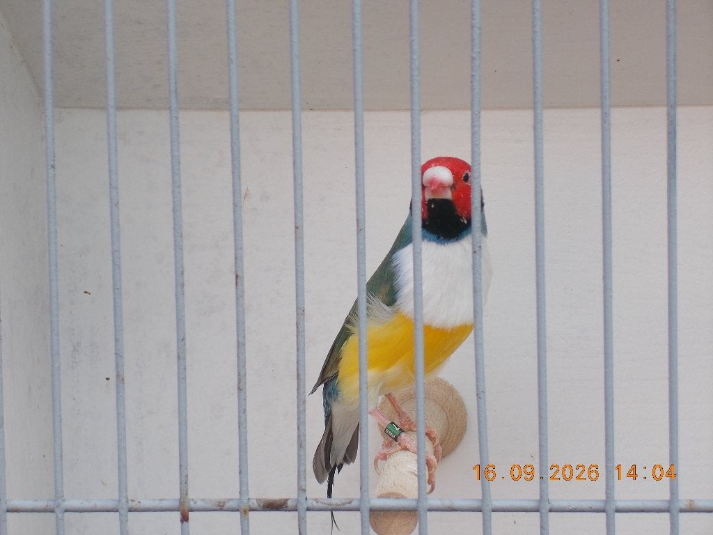 gouldamandine, Dieren en Toebehoren