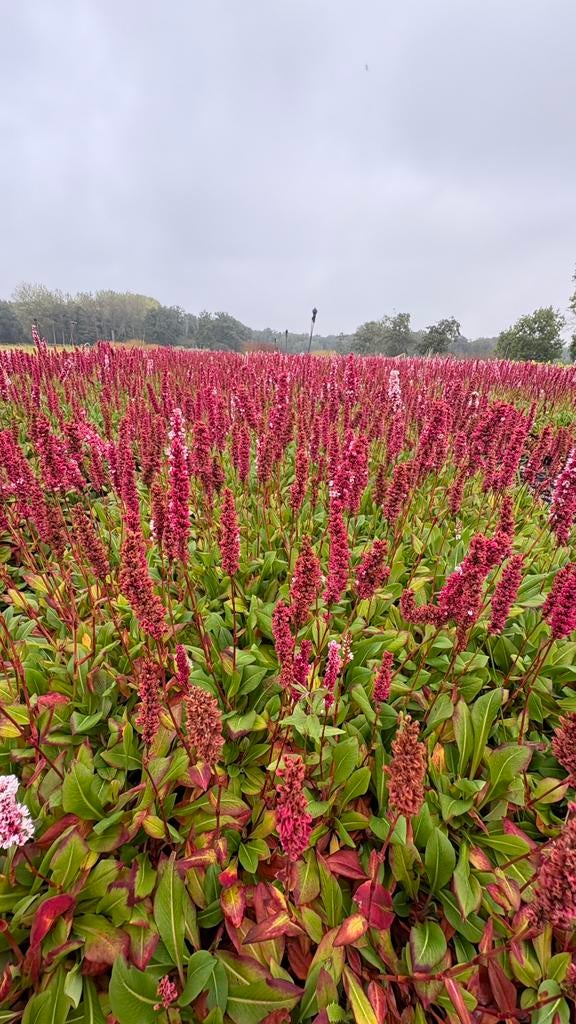 Persicaria vaste planten in soorten en maten, Tuin en Terras, Planten | Struiken en Hagen, Ophalen of Verzenden