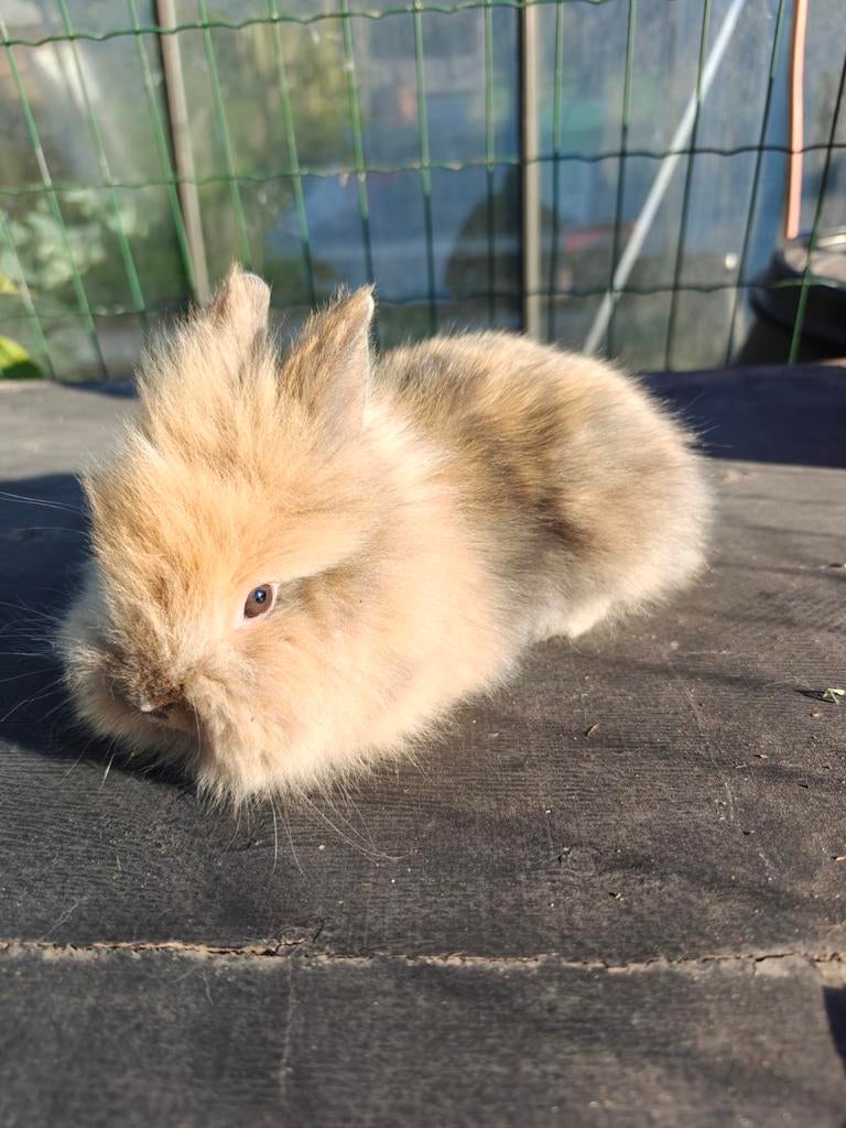 Jonge handtamme dwergkonijntjes leeuwenkop dwergkonijn, Plusieurs animaux, Nain, 0 à 2 ans