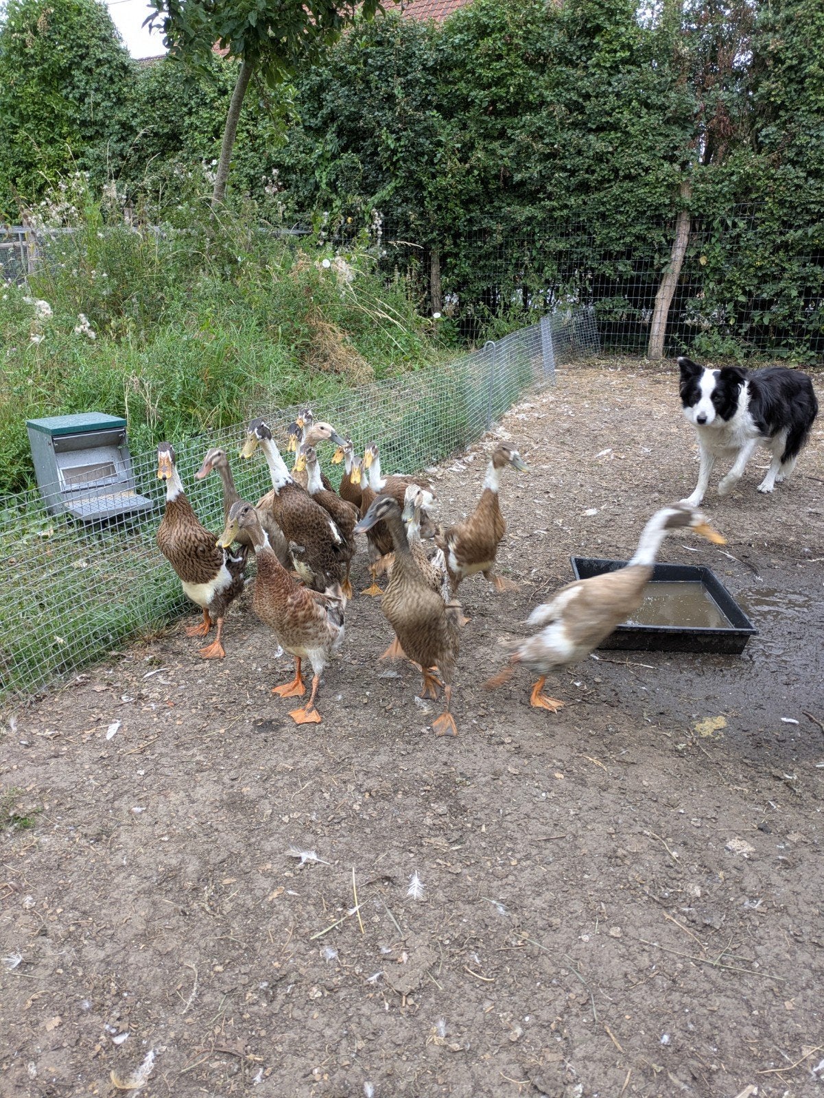 loopeenden, Meerdere dieren, Eend