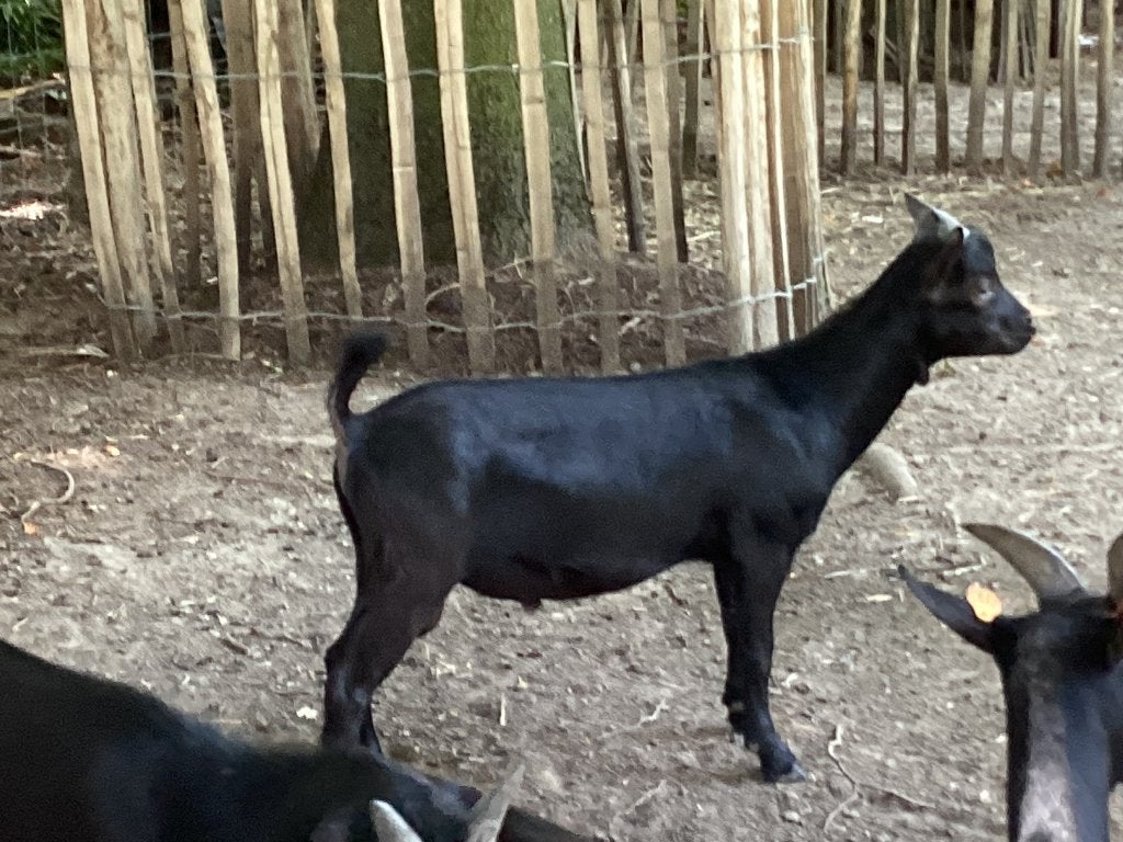 Zwarte raszuivere geitenbokjes, Mâle, Chèvre, 0 à 2 ans