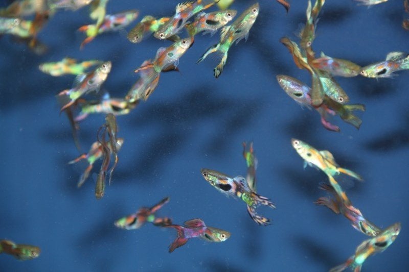 endler guppies, Dieren en Toebehoren