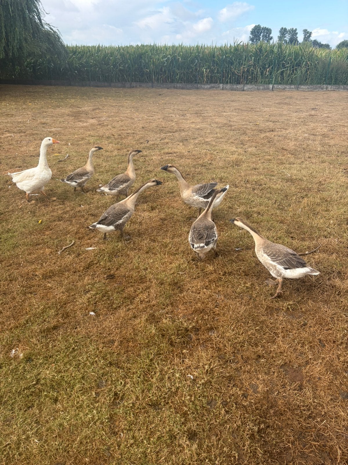 Jonge bruine ganzen, Dieren en Toebehoren, Pluimvee, Meerdere dieren, Gans of Zwaan