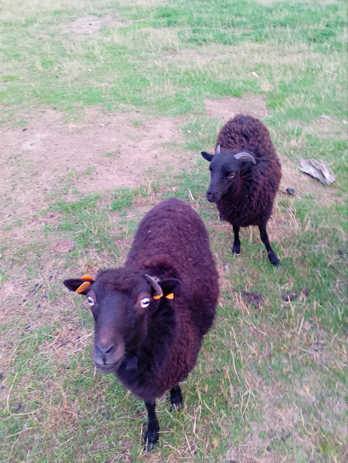 Oussant schaapjes, Mouton