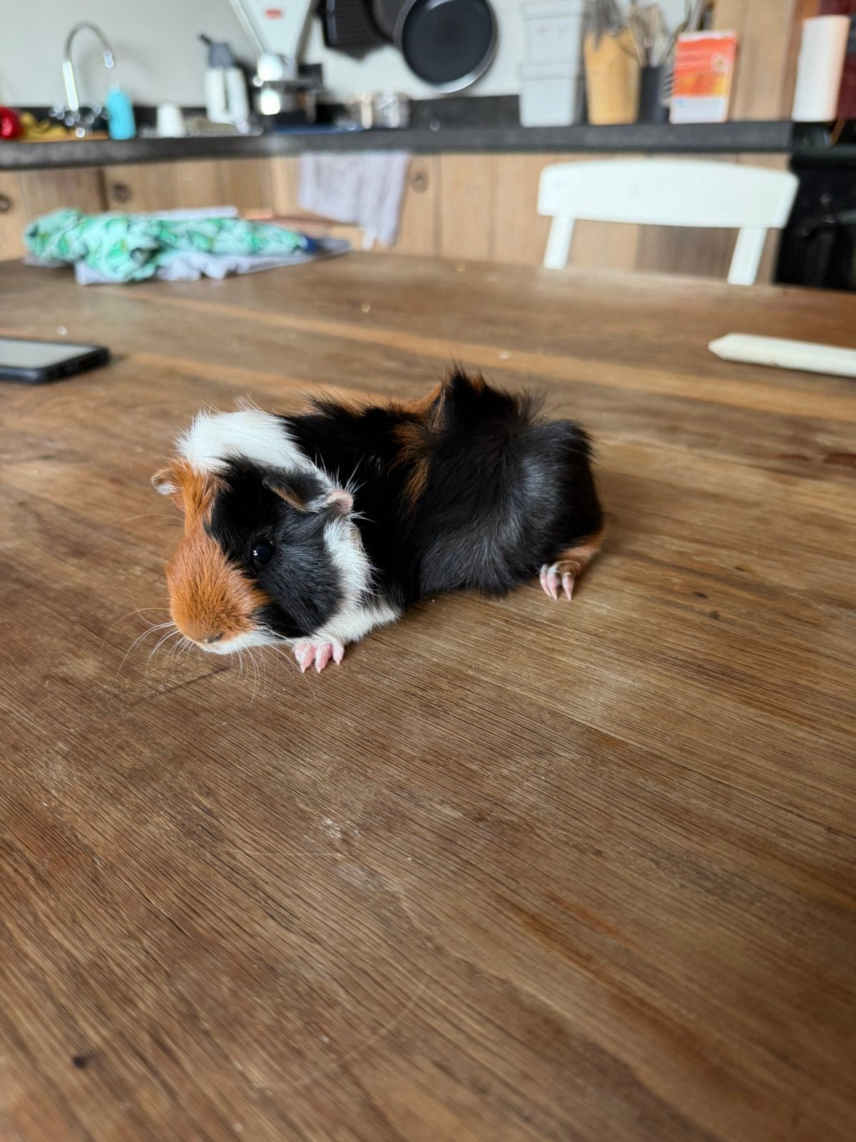 Mooie tricolor borstelcavia, Animaux & Accessoires, Rongeurs, Mâle, Juin, Domestique, Cobaye