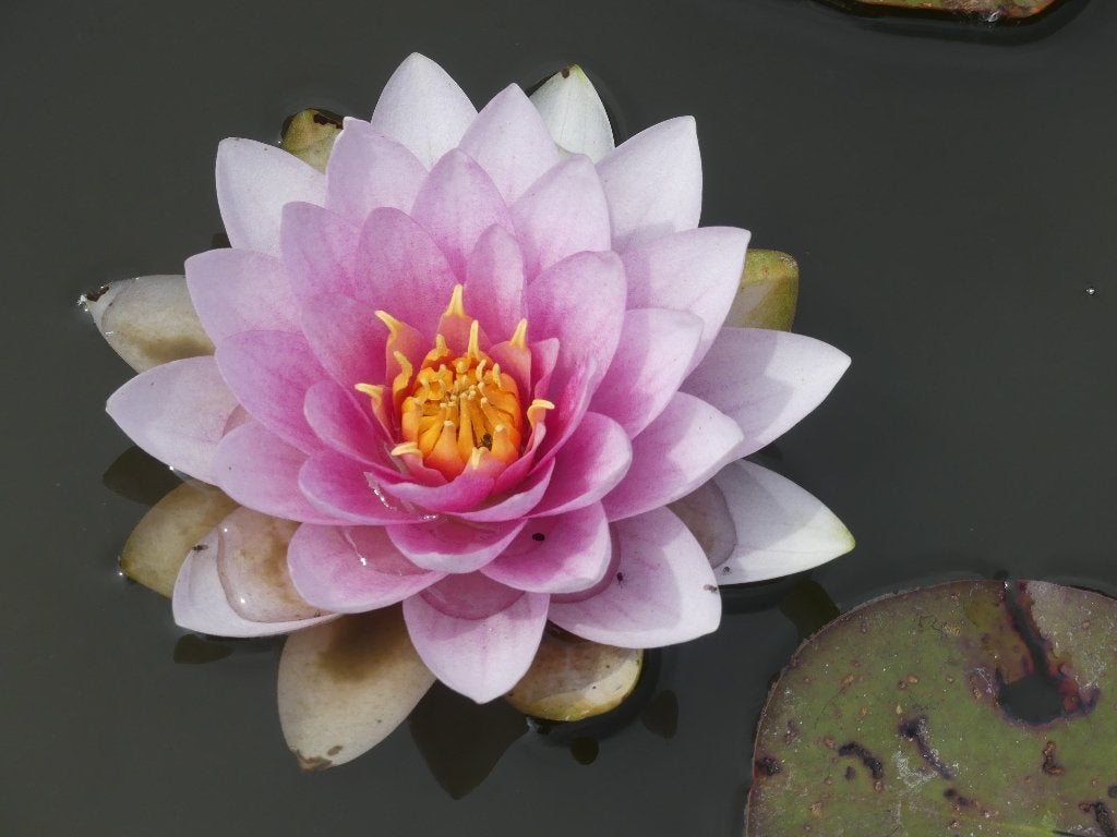 nénuphar, Enlèvement, Neuf