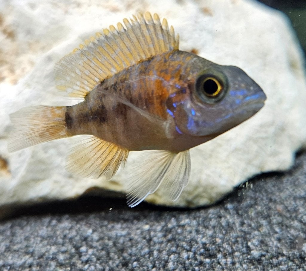 Aulonocara red eureka malawi cichliden, Vis, Zoetwatervis