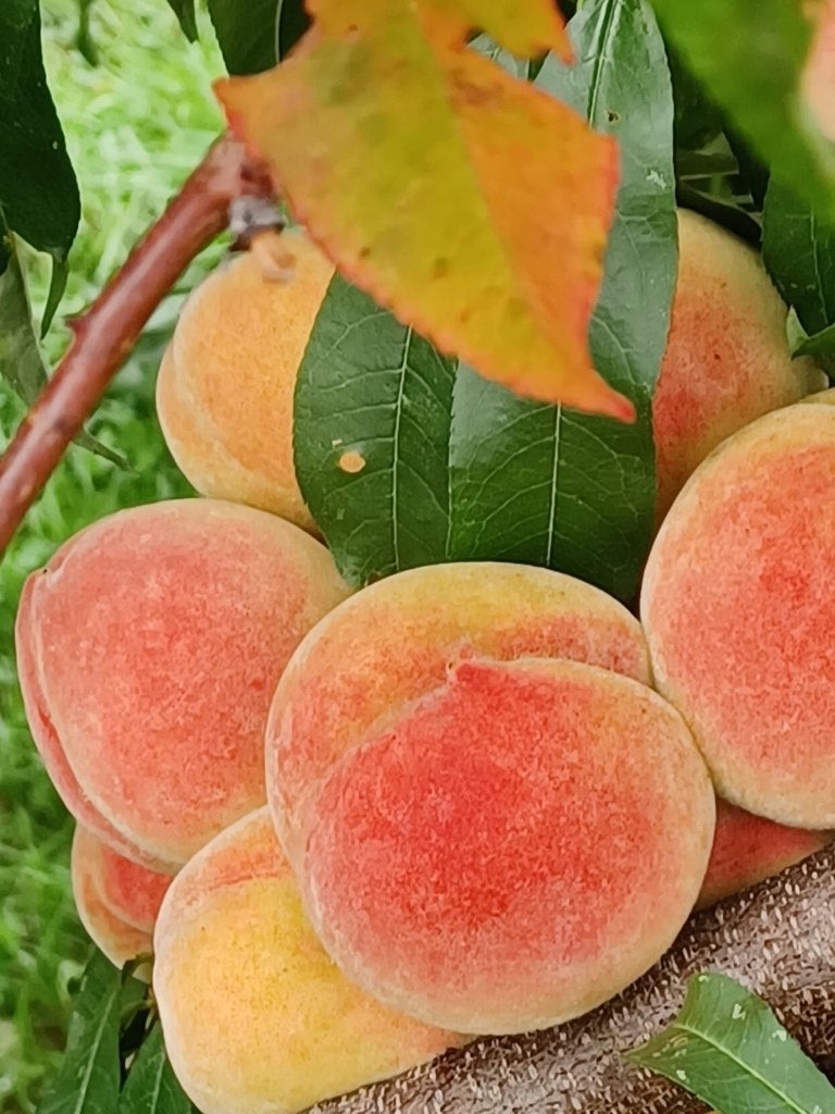 Pêcher de vigne blanche, Jardin & Terrasse, Plantes | Arbres fruitiers, En pot, Plein soleil, Moins de 100 cm, Enlèvement