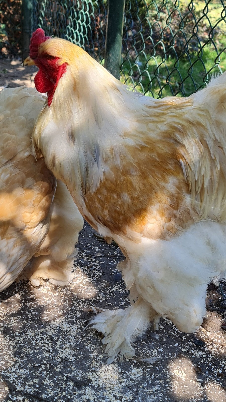 brahma toom 1 haan 2 hennen lemon pyle, Dieren en Toebehoren, Pluimvee, Meerdere dieren, Kip