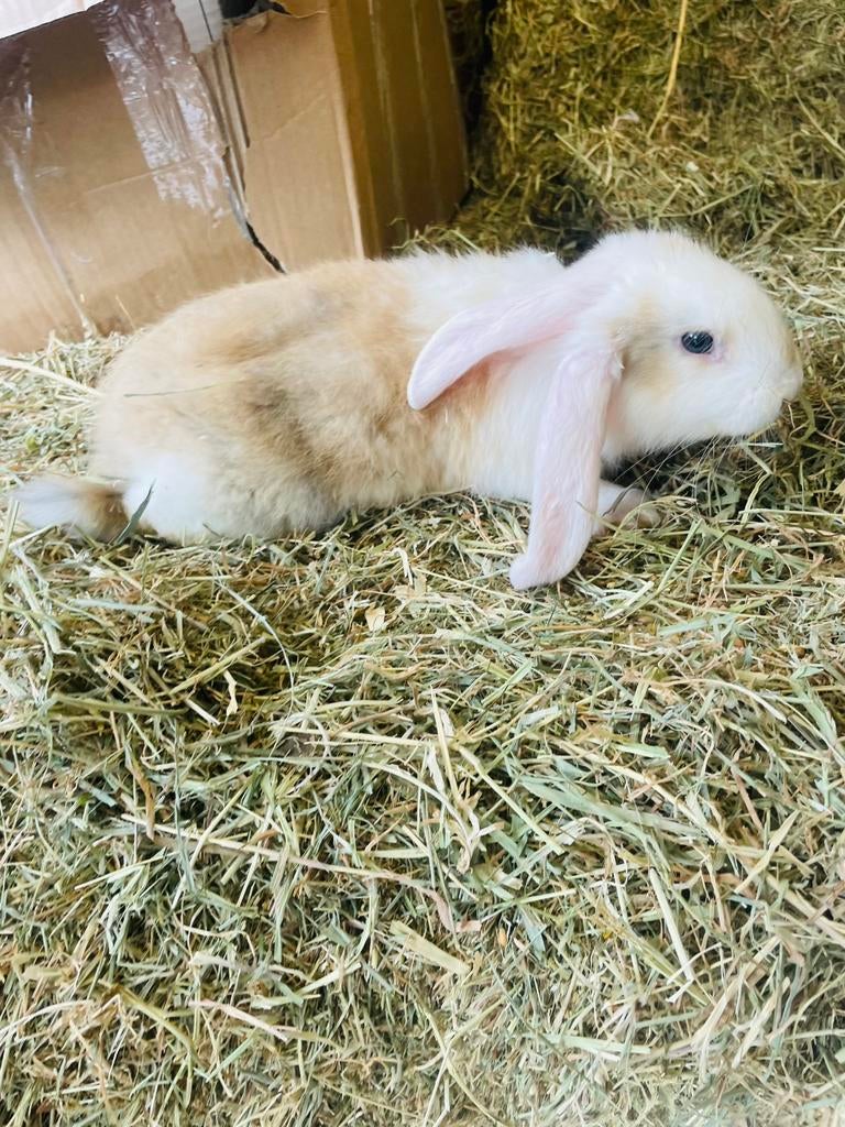 Franse hangoor vrouwtjes, Dieren en Toebehoren, Konijnen