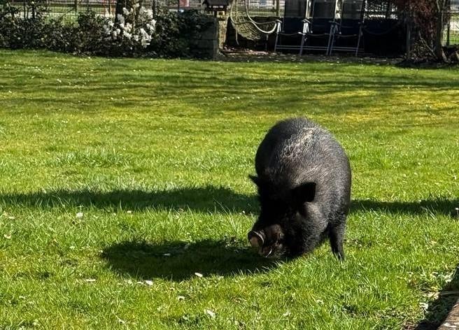 Nieuwe thuis gezocht voor 3 Göttinger hangbuikvarkentjes, Dieren en Toebehoren, Schapen, Geiten en Varkens, Varken, Meerdere dieren