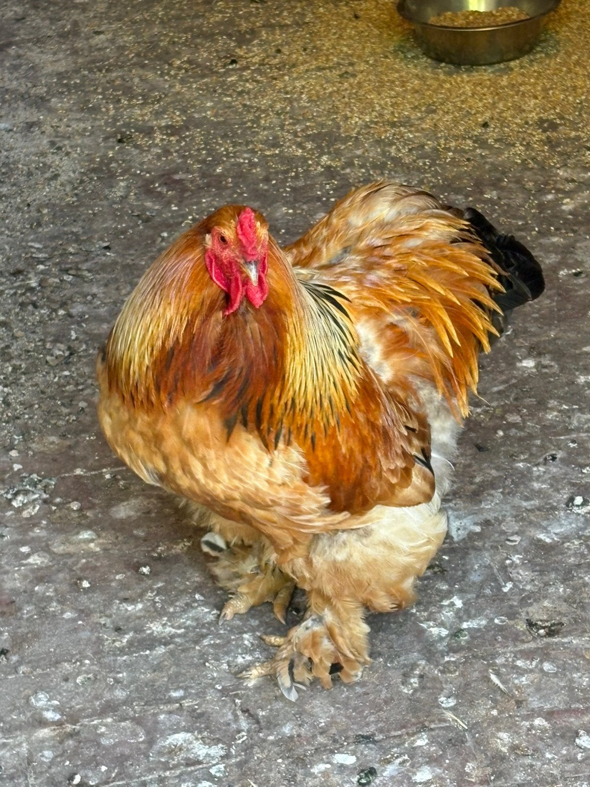 Brahma colombia buff haan 2025 prachtig dier, Dieren en Toebehoren, Mannelijk, Kip