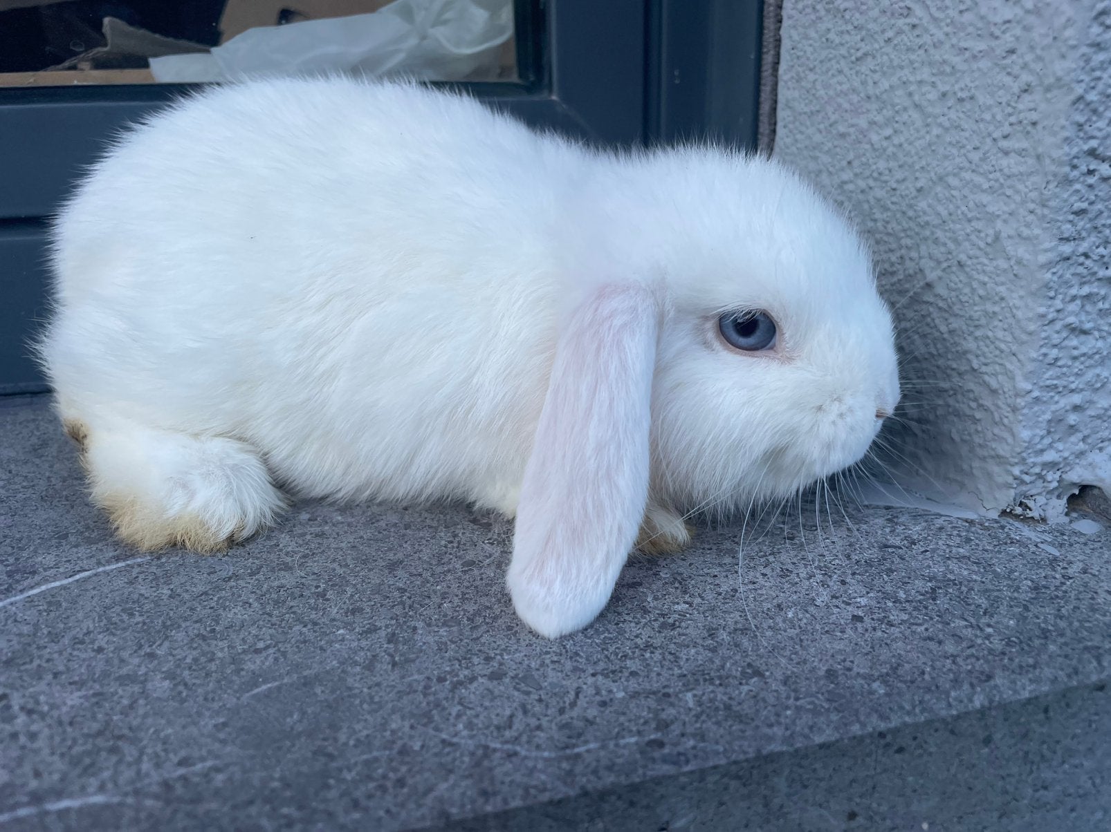 Jong minilop konijntje, Dieren en Toebehoren, Konijnen