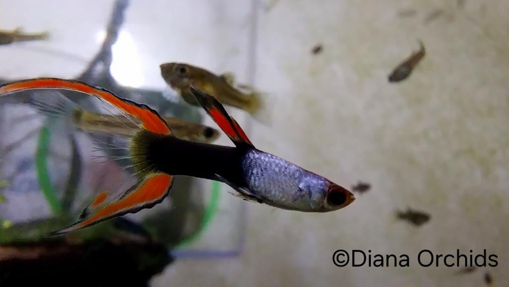Guppy Endler Silverado Black Flame * Oudenburg, Dieren en Toebehoren, Vissen | Aquariumvissen, Vis