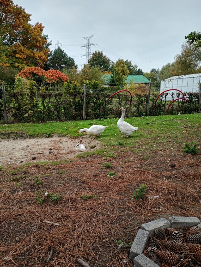 Witte Boerengans man, Dieren en Toebehoren