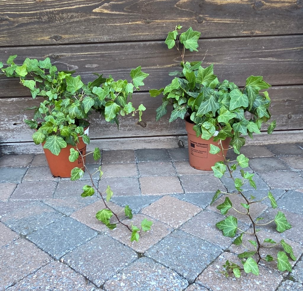 2 Klimopplanten in pot., Tuin en Terras, Ophalen, Winter, Vaste plant, Volle zon