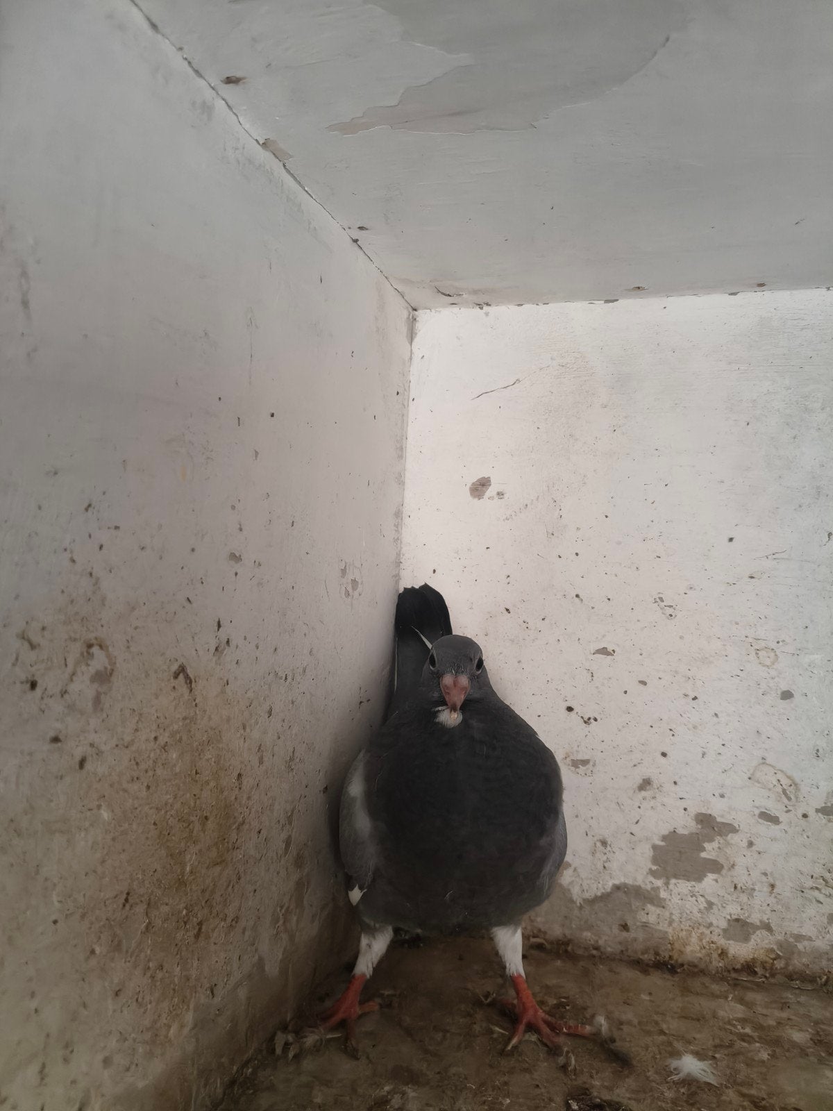 jonge duiven 3euro stuk, Dieren en Toebehoren