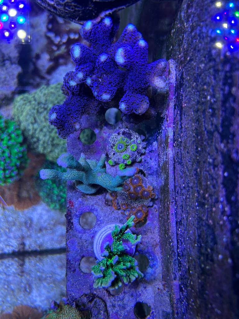 Koraal stekjes sps, Animaux & Accessoires, Poissons | Poissons d'aquarium, Autres types, Poisson de mer