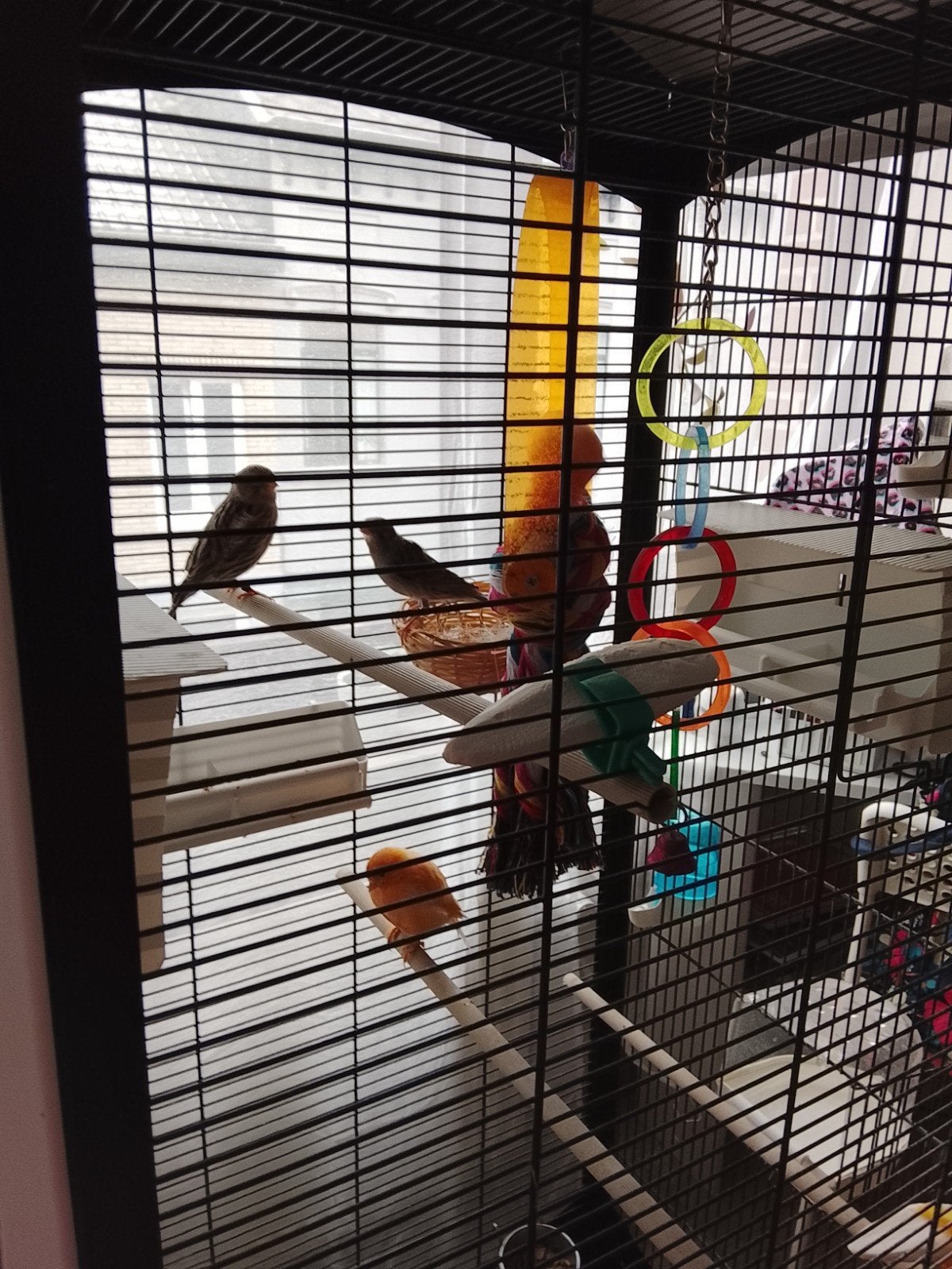 kanarie, Dieren en Toebehoren, Vogels | Kanaries