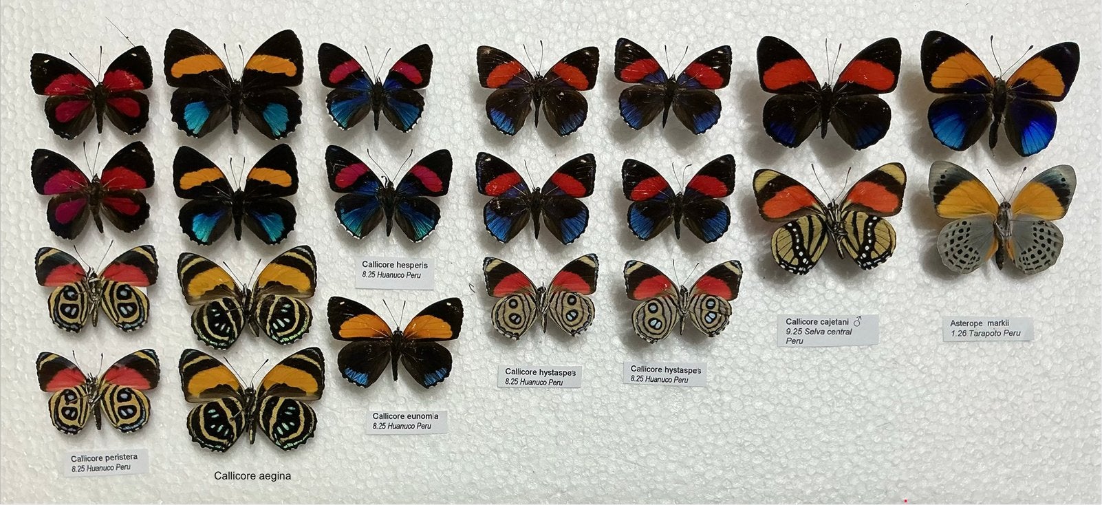 Callicore VLINDERS, Collections, Collections Animaux, Comme neuf, Enlèvement