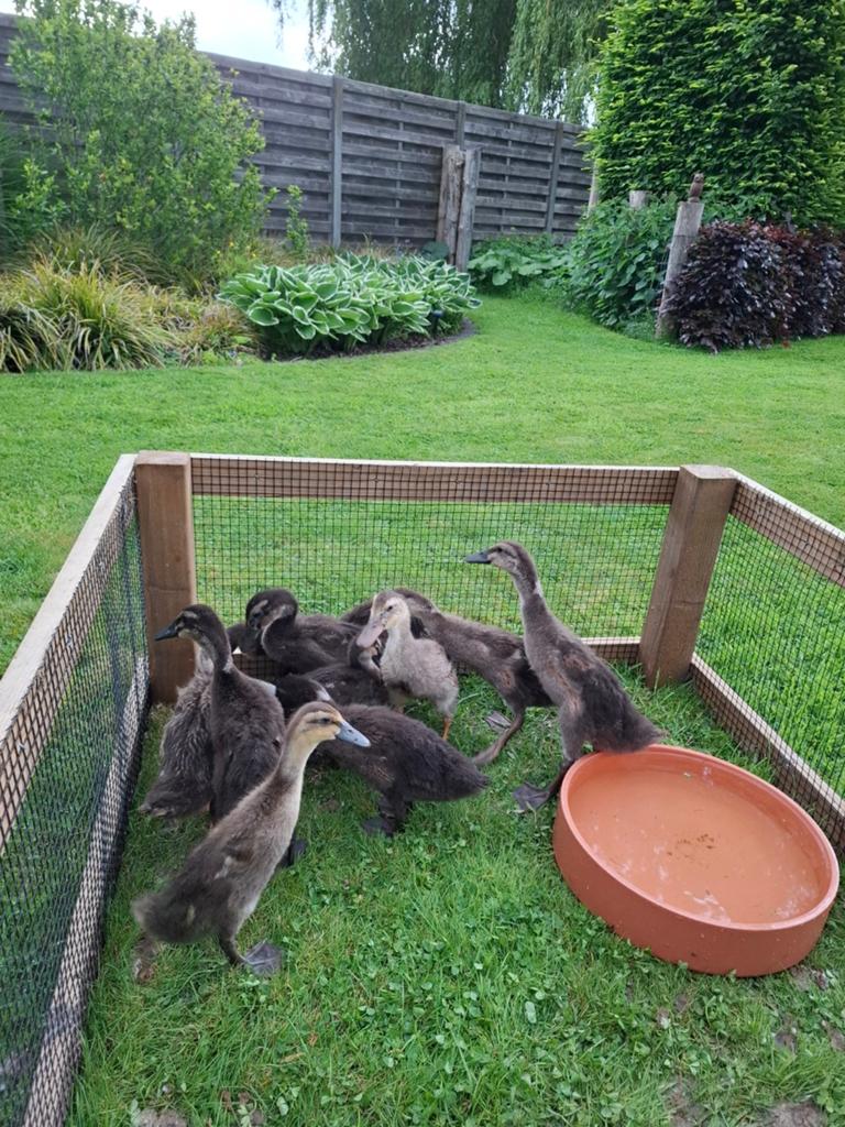 Loopeendjes, Dieren en Toebehoren, Pluimvee