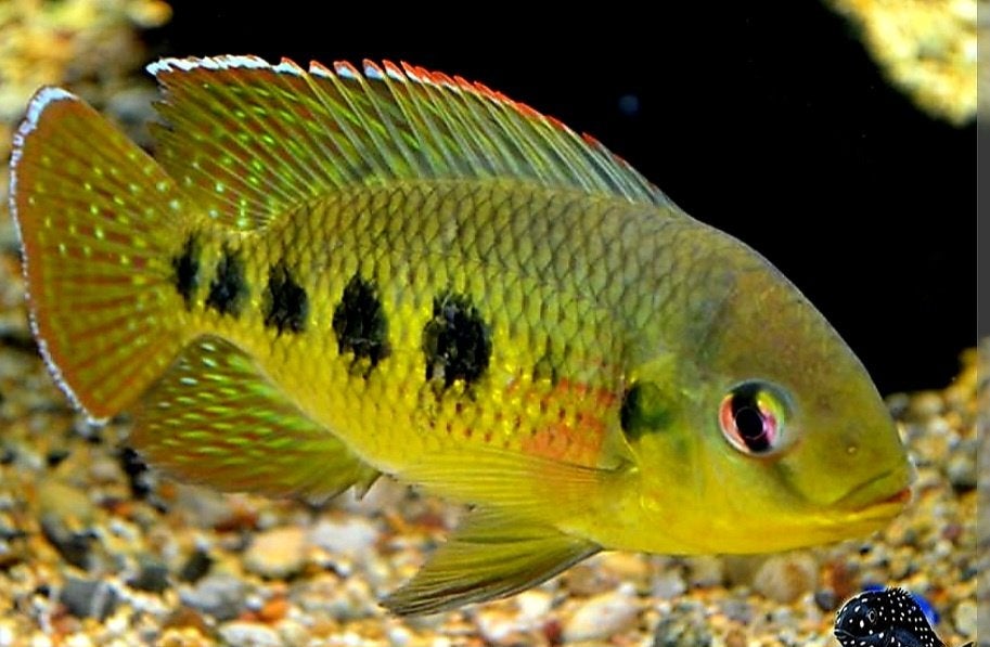 Afrikaanse cichliden trio, Dieren en Toebehoren, Vis, Zoetwatervis