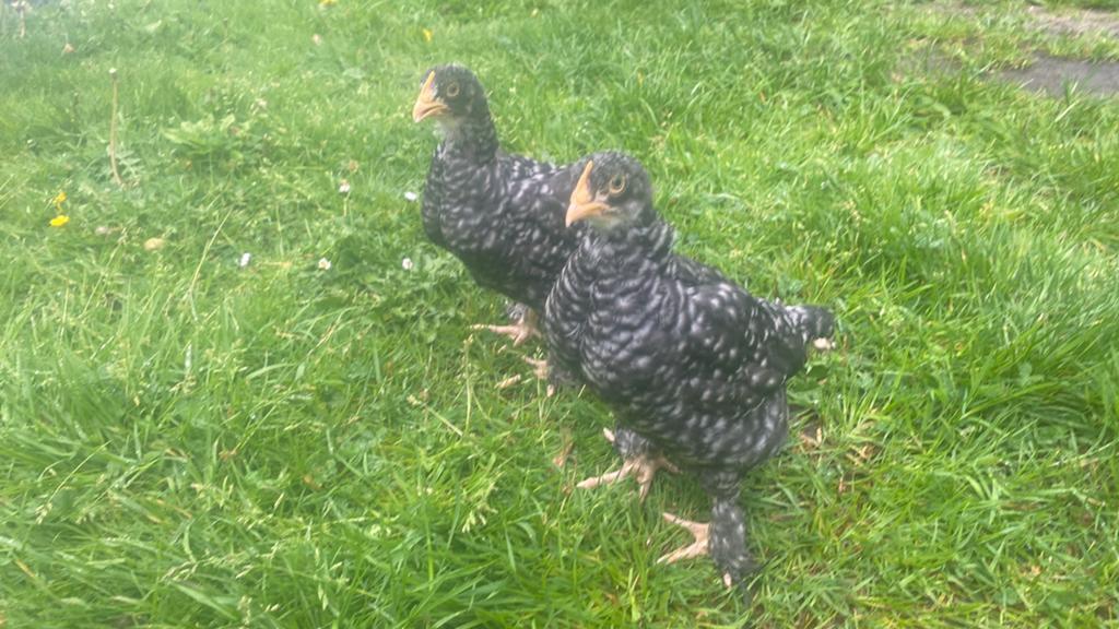 Mechelse hoen kuikens, Dieren en Toebehoren, Pluimvee, Meerdere dieren, Kip