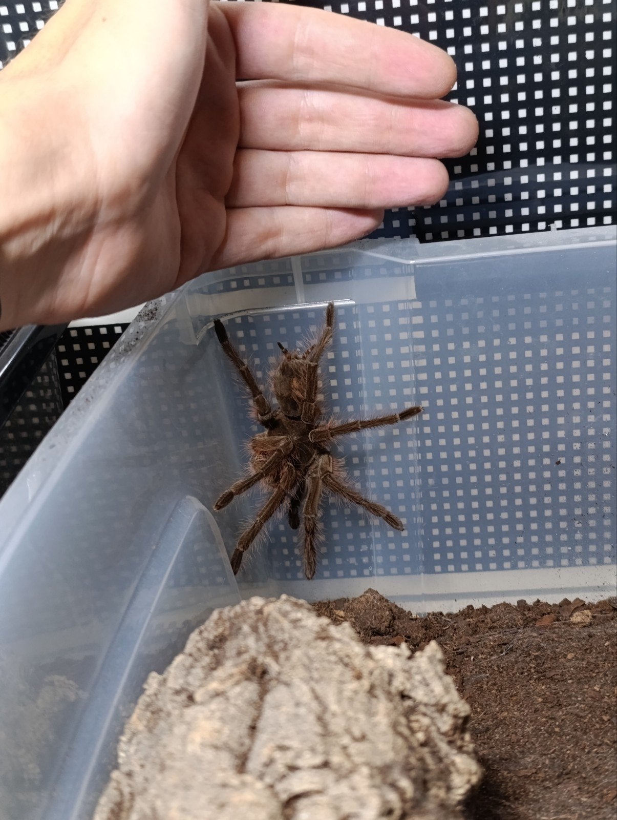 theraphosa Blondi, Dieren en Toebehoren