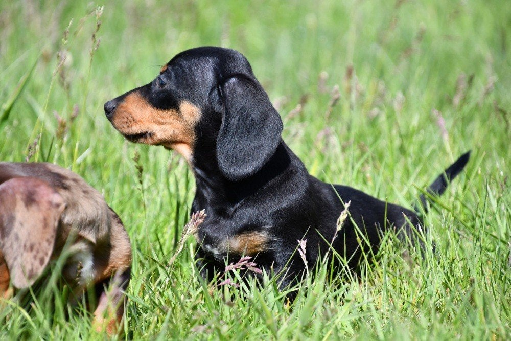 Dwergteckel pups te koop, 15 weken tot 1 jaar, Reu, Dwerg, Parvo