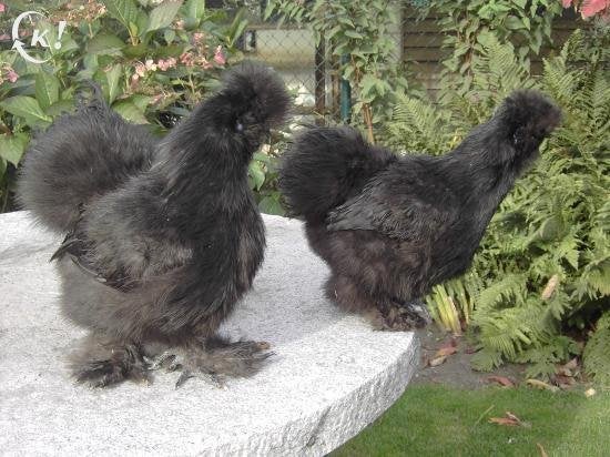 koppel zwarte zijdehoenders