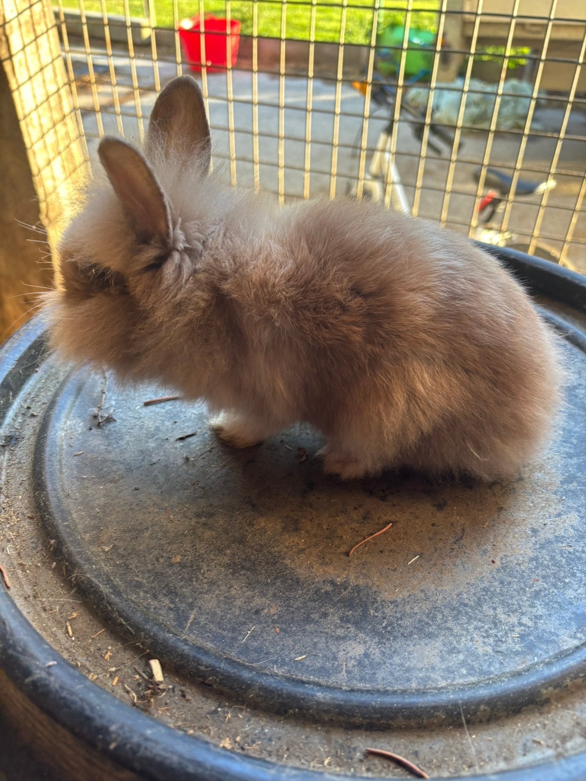 leeuwenkopjes, Dieren en Toebehoren, Konijnen