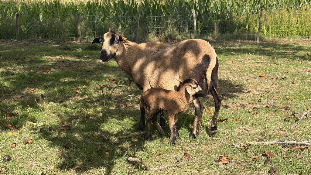 Kameroen schapen / lammetjes, Dieren en Toebehoren, Vrouwelijk, Schaap, 0 tot 2 jaar