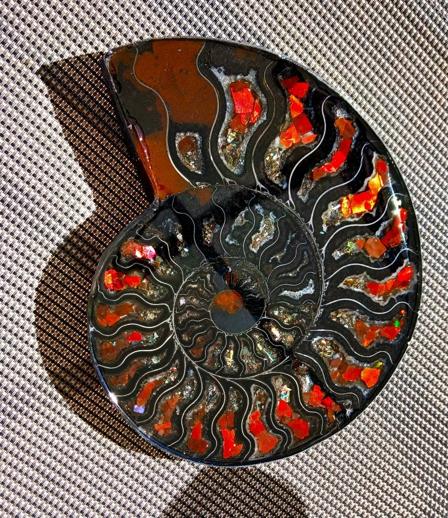 Unique ammolite ammonite collection worldwide 1x !, Enlèvement ou Envoi, Fossile