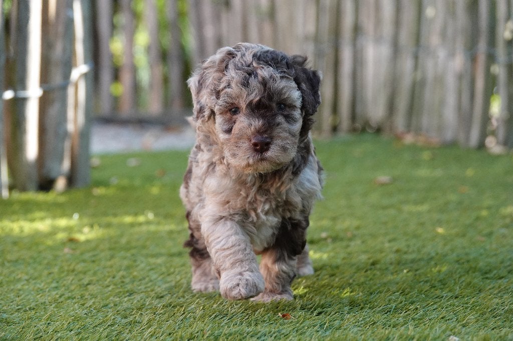 Magnifiques chiots Maltipoo (Choco merle et noir), Maladie de Carré (chiens), Autres races, Plusieurs, Belgique