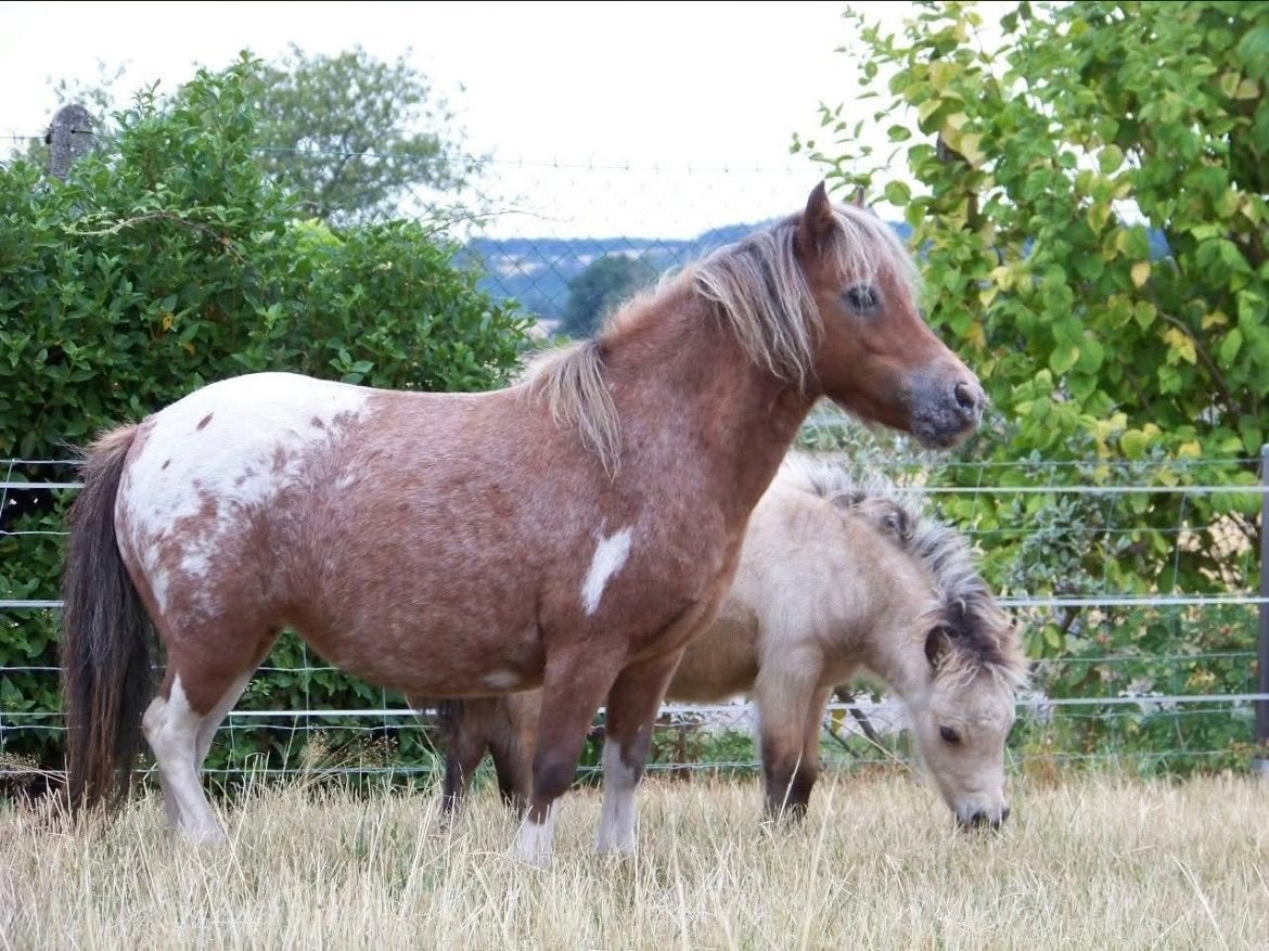 Shetland pony merrie, Dieren en Toebehoren, Merrie