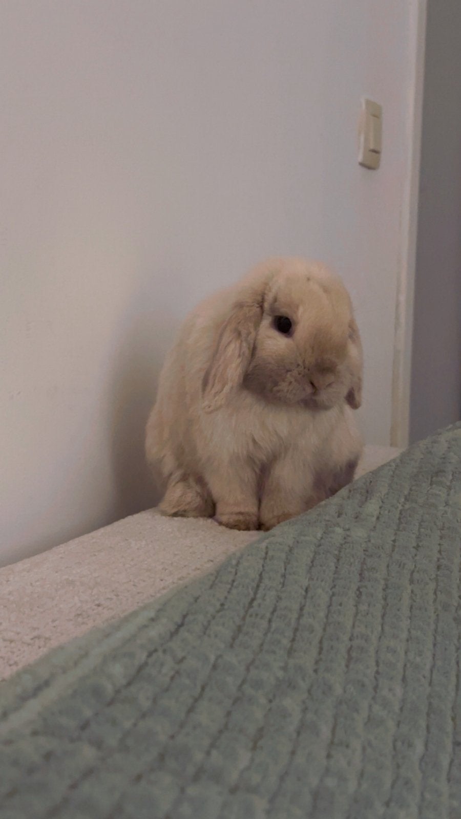 Rabbit, Dieren en Toebehoren, Konijnen