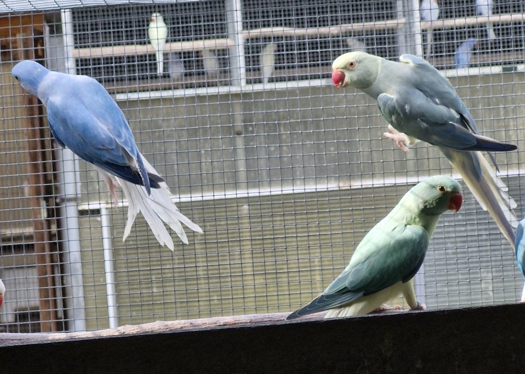 Halsband parkieten, Meerdere dieren, Parkiet, Geringd