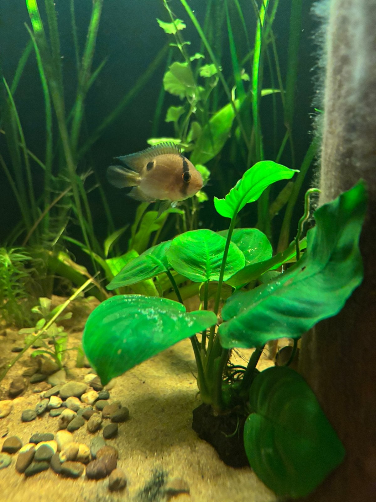 3 sleutelgat cichlide / Cleithracara maronii, Dieren en Toebehoren, Vis, Zoetwatervis
