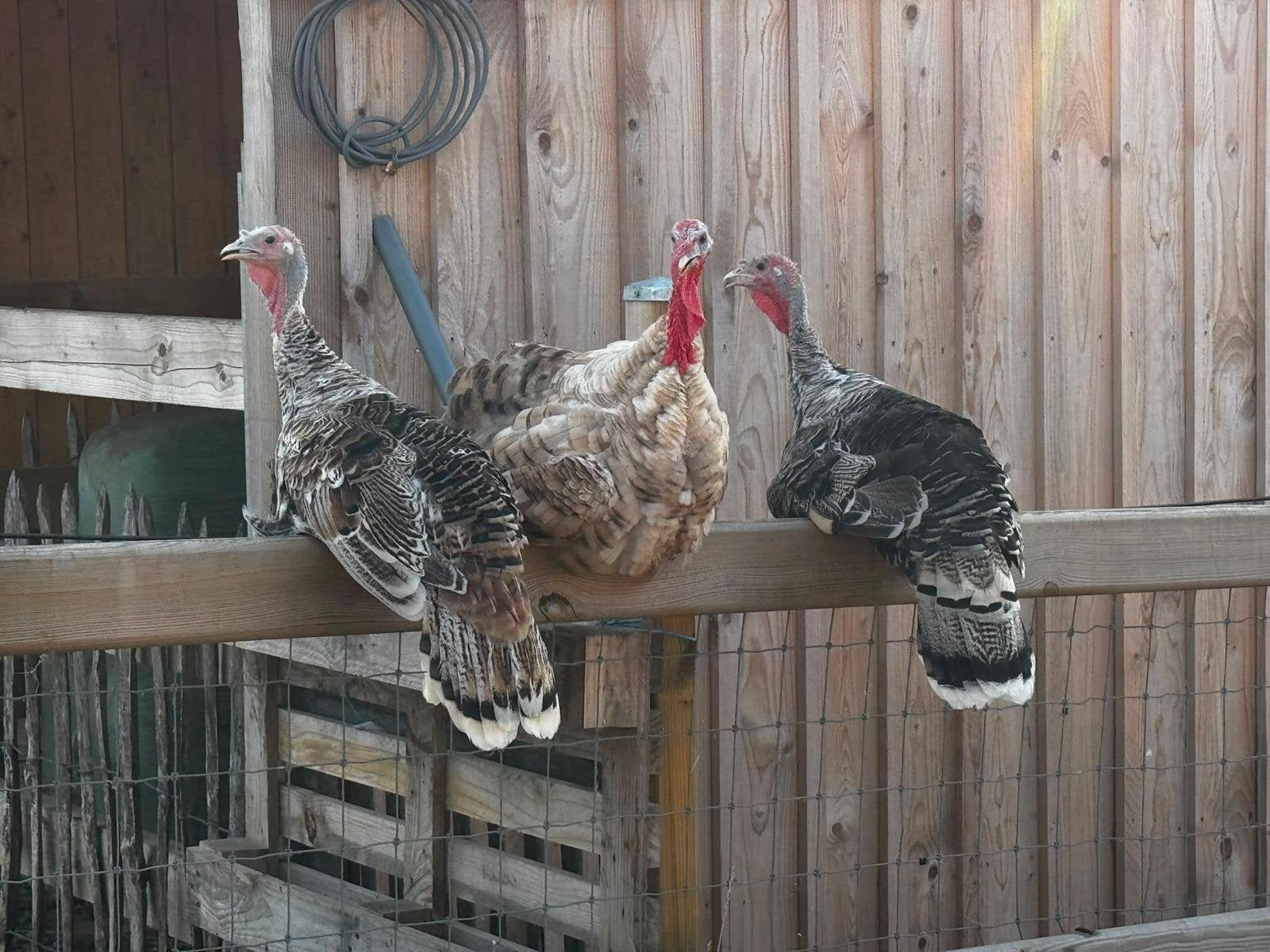 3 kalkoenen, Dieren en Toebehoren