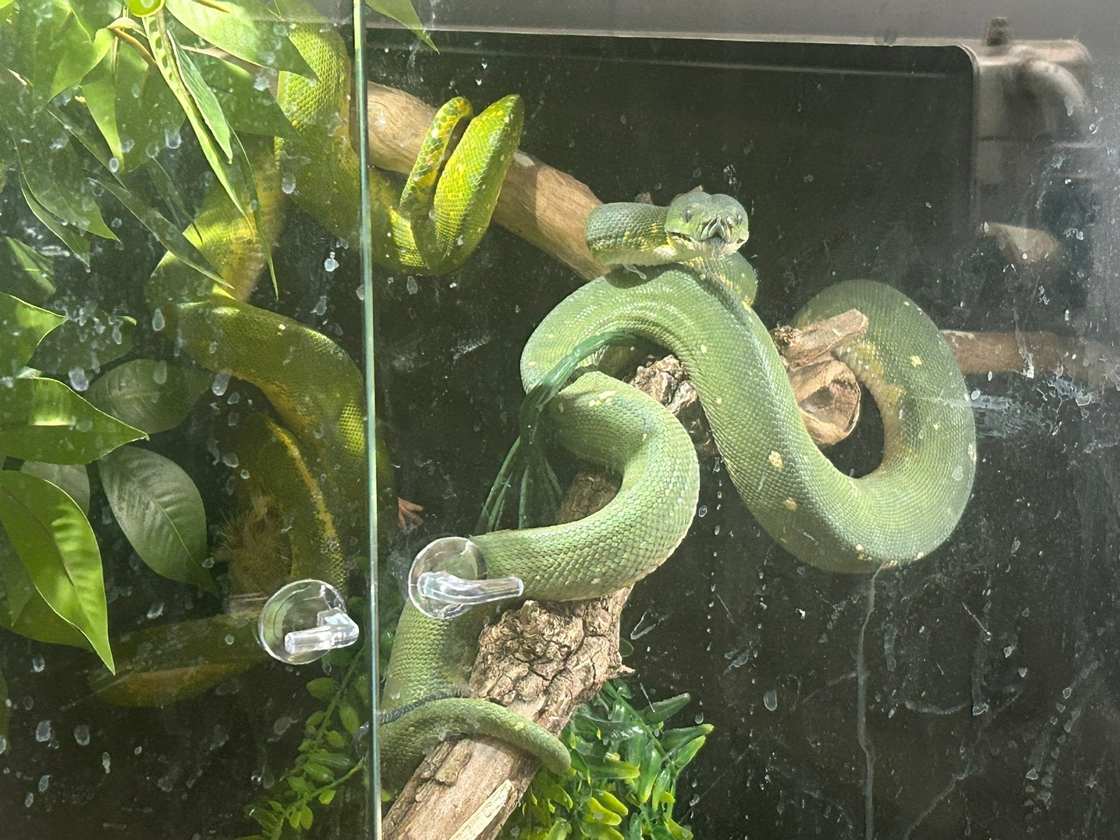 Morelia viridis, Animaux & Accessoires
