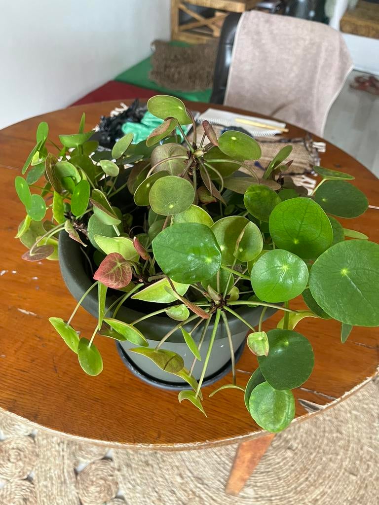 Pannenkoeken plant, Huis en Inrichting, Kamerplanten, Ophalen