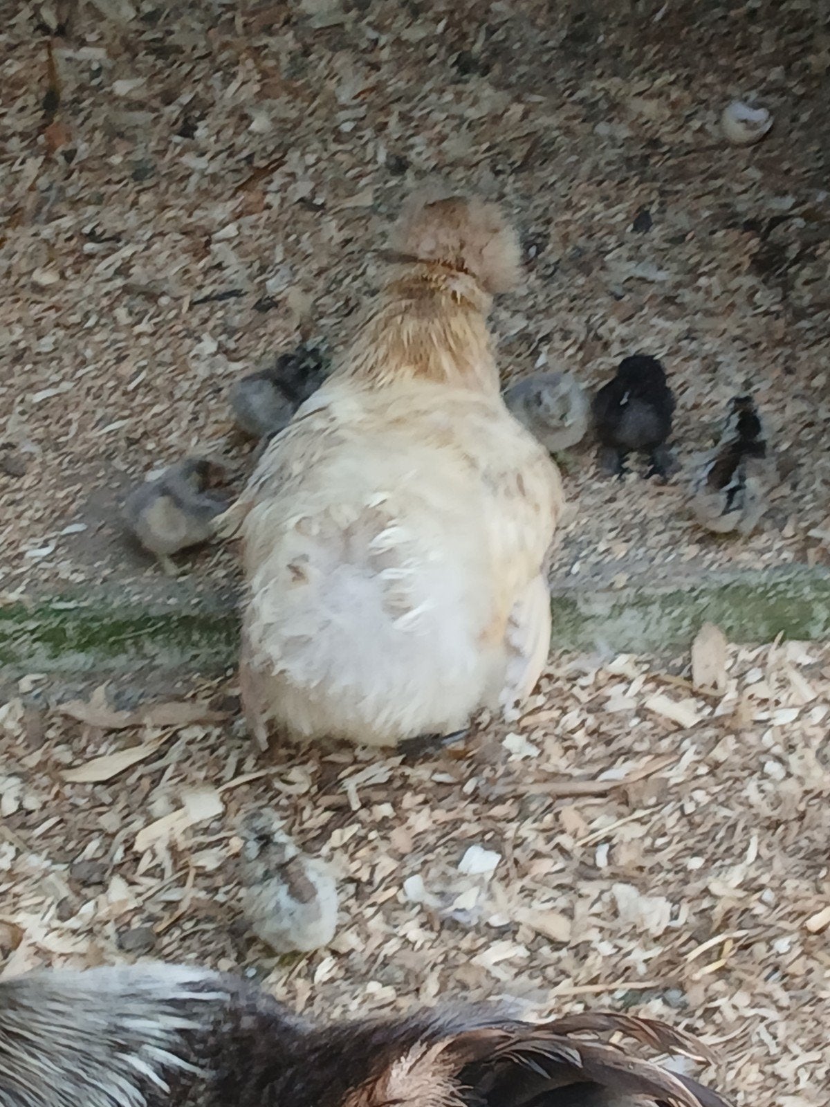 Zijdehoen koppel en 7 kuikens van 1 week oud, Dieren en Toebehoren, Pluimvee