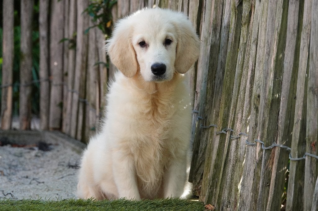 Prachtige Golden Retriever pups, met stamboom, Dieren en Toebehoren, België, 15 weken tot 1 jaar, Meerdere, Meerdere dieren